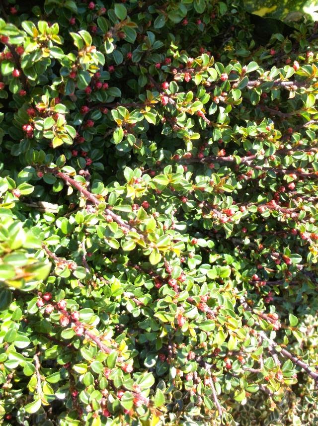 Cotoneaster In Winter Stock Photos Cotoneaster In Winter Stock