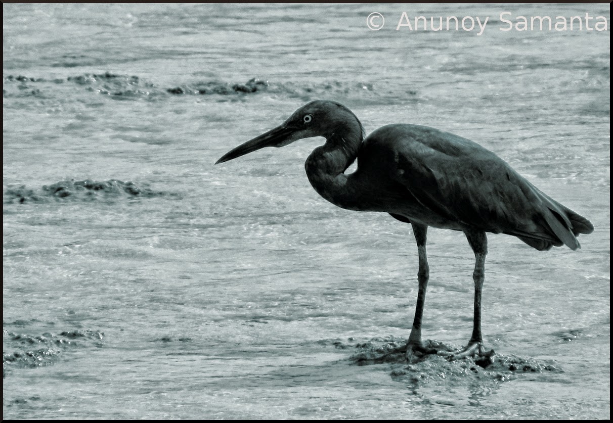 A Pacific reef Heron of Neil Island