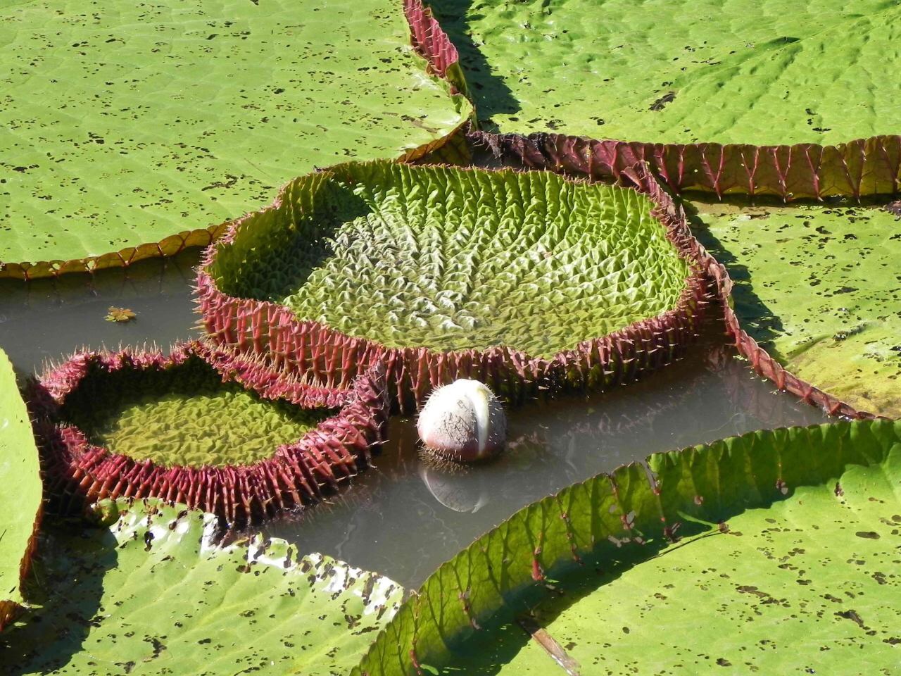 Vitoria Regia Amazonica