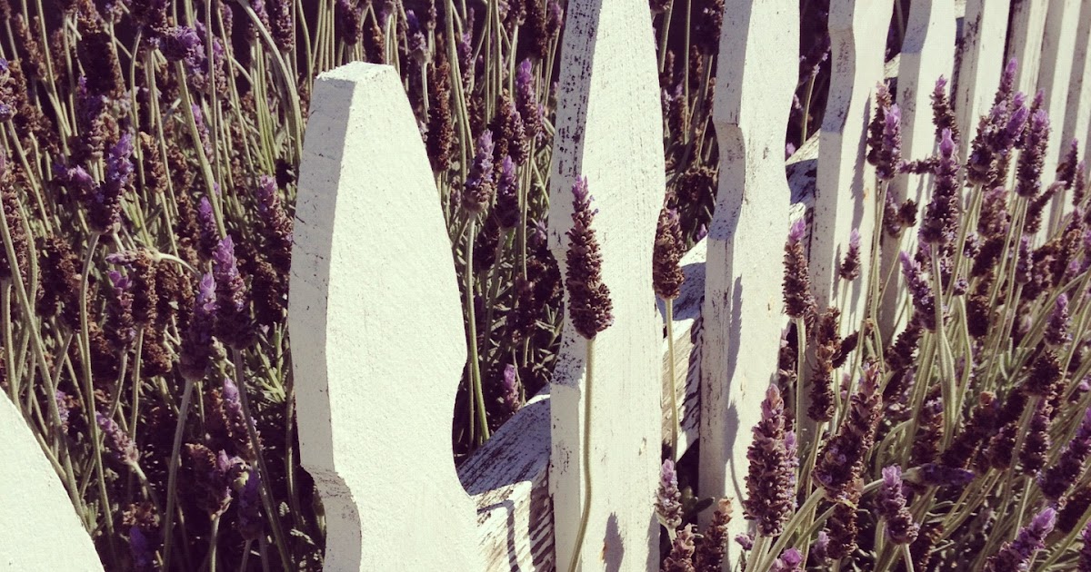 Sweet Lavender Bake Shoppe continuing to get better...