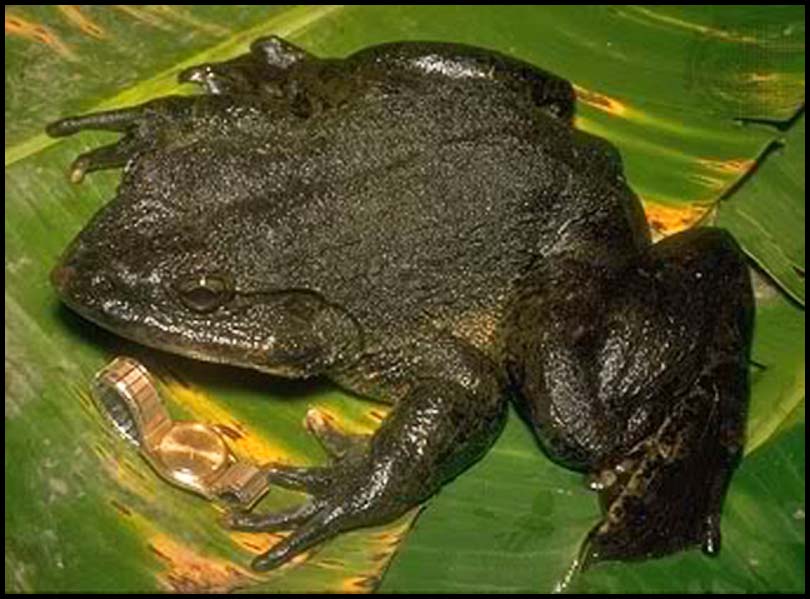 goliath frog facts