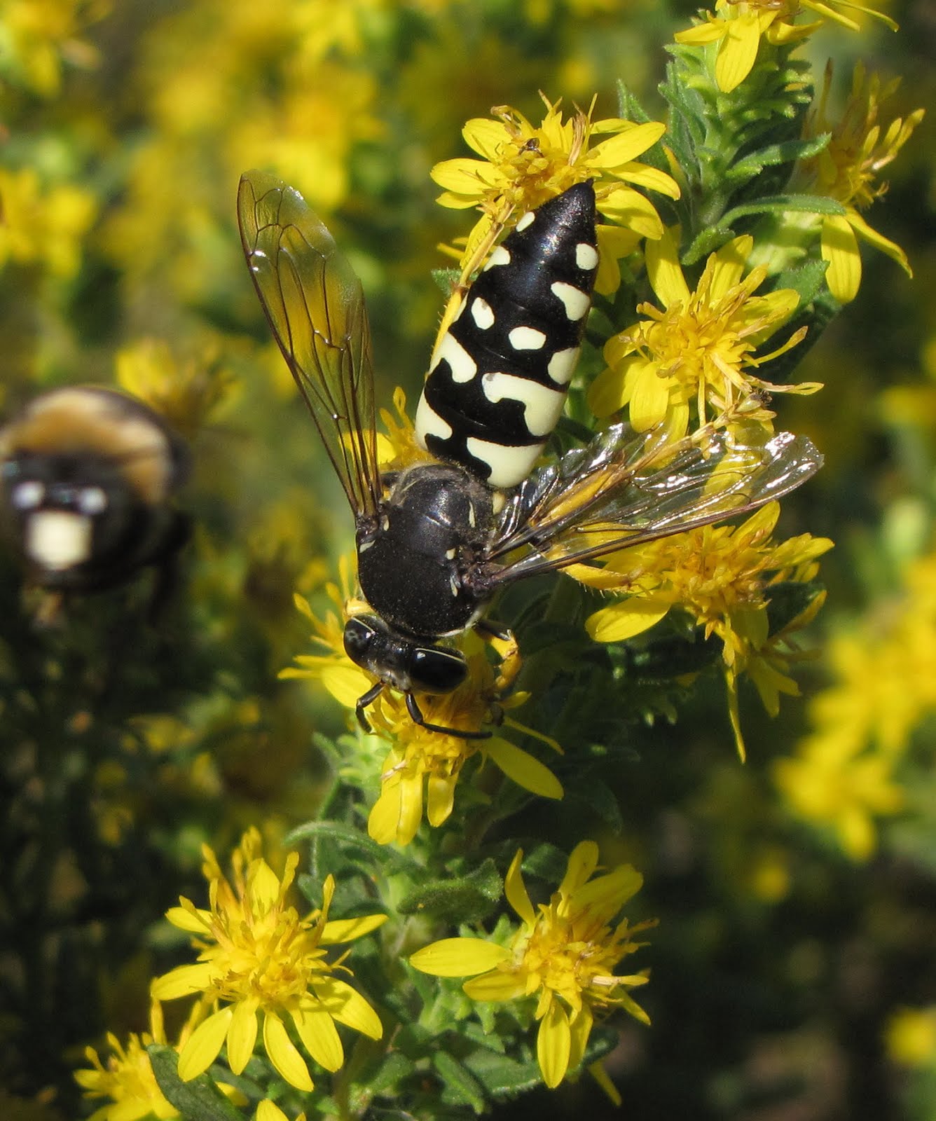 🔥 The Horse guard wasp are solitary wasps whose common name refer to