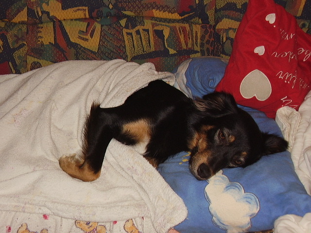 Unsere Haustiere Schonkost für Hunde selber zubereiten MagenDarm