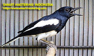 kacer dengan paruh yang panjang dan agak tebal kacer yang