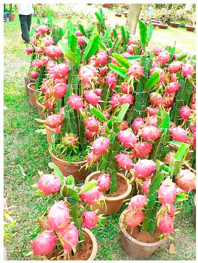 tanaman buah naga bisa digunakan sebagai tanaman hias untuk