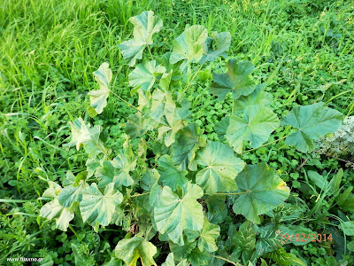 Μολόχα-Malva sp. Μολόχα-Malva sp.