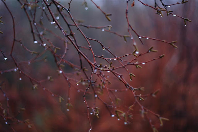 tree branches and sparkling raindrops 