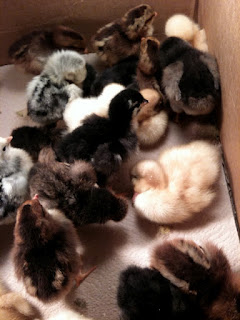 A dozen tiny baby chicks in a cardboard box in Pittsburgh