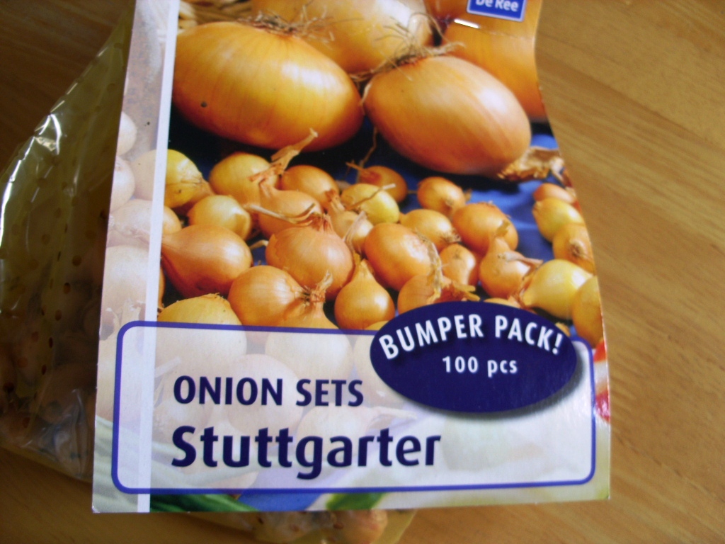 Kelli's Northern Ireland Garden Suttgarter Onions from start to finish