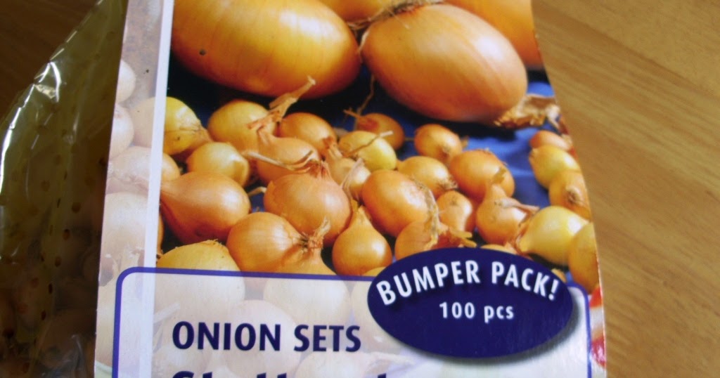 Kelli's Northern Ireland Garden: Suttgarter Onions from start to finish