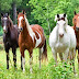 Vier paarden in het weiland