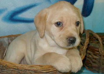 Stambum Gambar Anjing Labrador Retriever