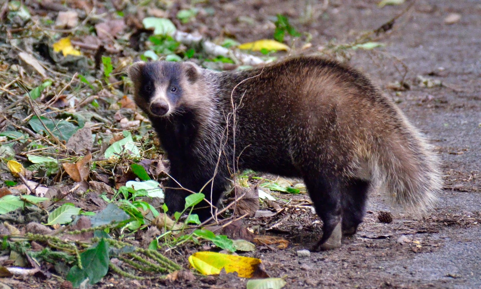 Wings 'n Things Japanese badger, アナグマ