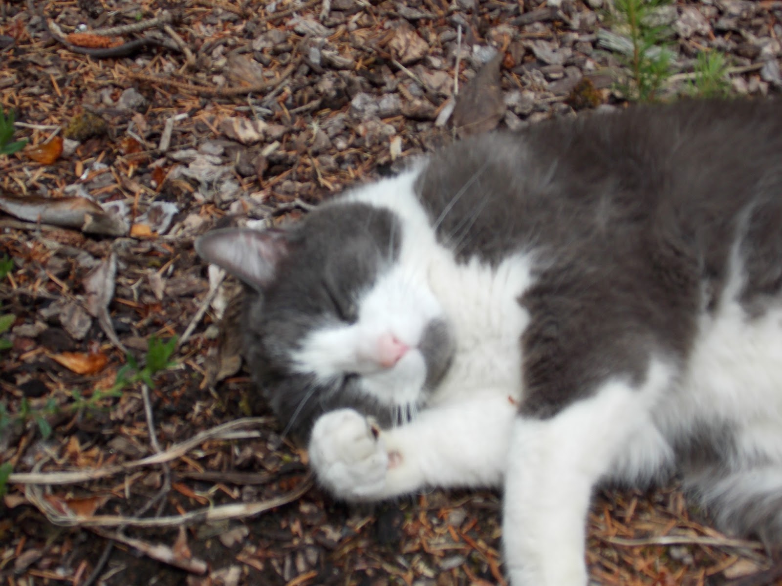 Pet Health Advice and Pet Tips by Pet Expert Wendy Nan Rees Dog Food