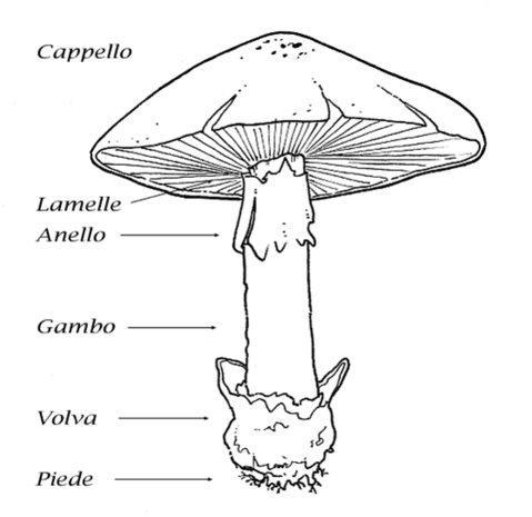 Funghi Ripieni