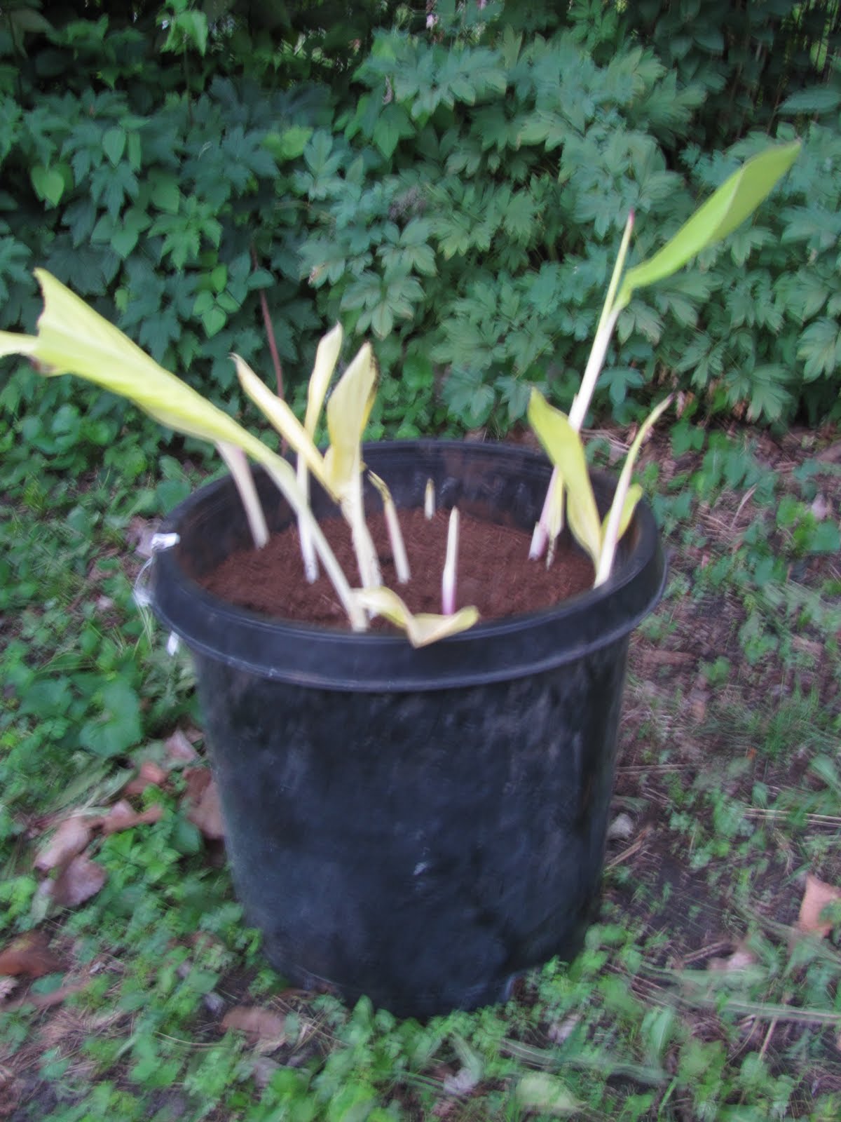 eighth acre farm growing bananas in minnesota, cannas in the basement