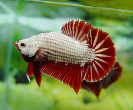 Gambar Ikan Cupang Gambar Ikan Cupang