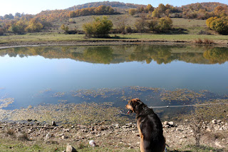 Rambo staring at the lovely still lake Rambo staring at the lovely still lake