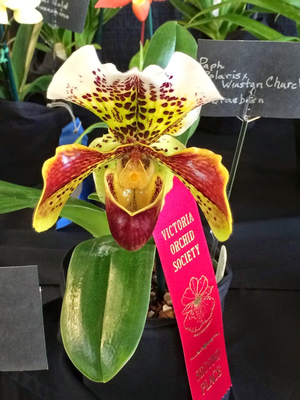 hostess of the humble bungalow The Victoria Orchid Show Pictures of
