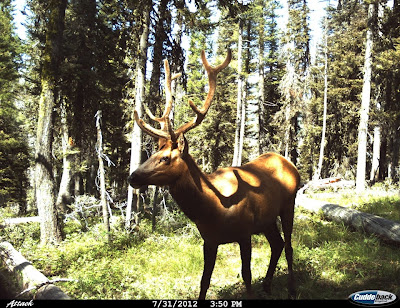 Bull Elk Idaho Trail Camera Bull Elk