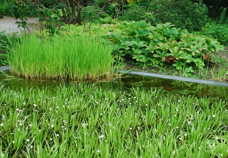Nuphar pumila - grążel drobny