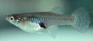 Gambusia Minnows Gambusia Minnows