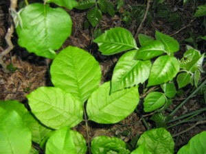 How to Use Ortho Poison Ivy and Brush Killer