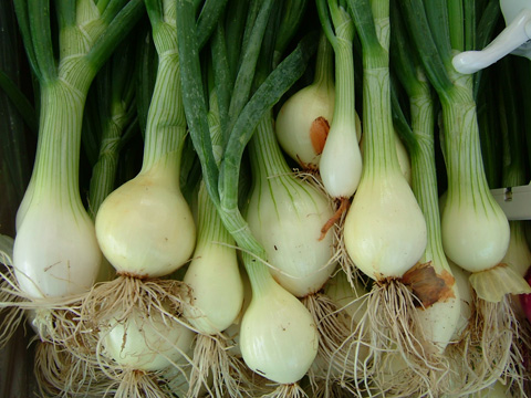 Green onions offer many