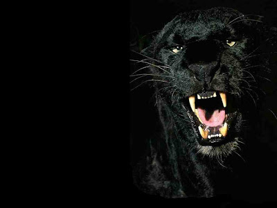 black leopard-panther black leopard lion panther