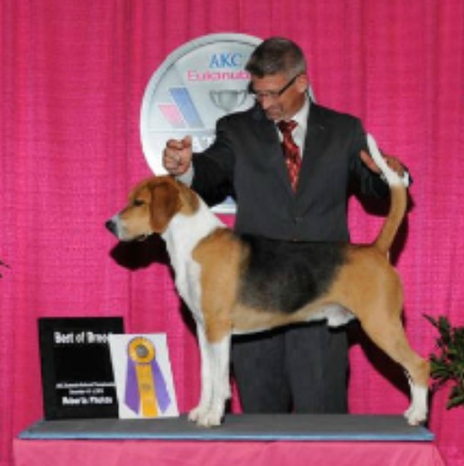 caucus shepherd dog