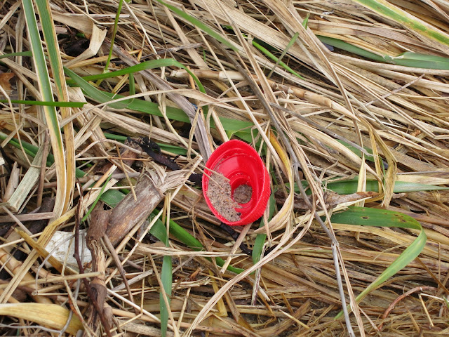 Red bottle top lying on dead and dying winter grass and bits of reed.