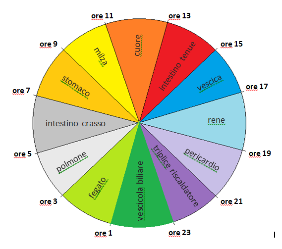 Le funzioni degli organi durante la giornata: es.max stomaco milza h 7/11 min 19/23