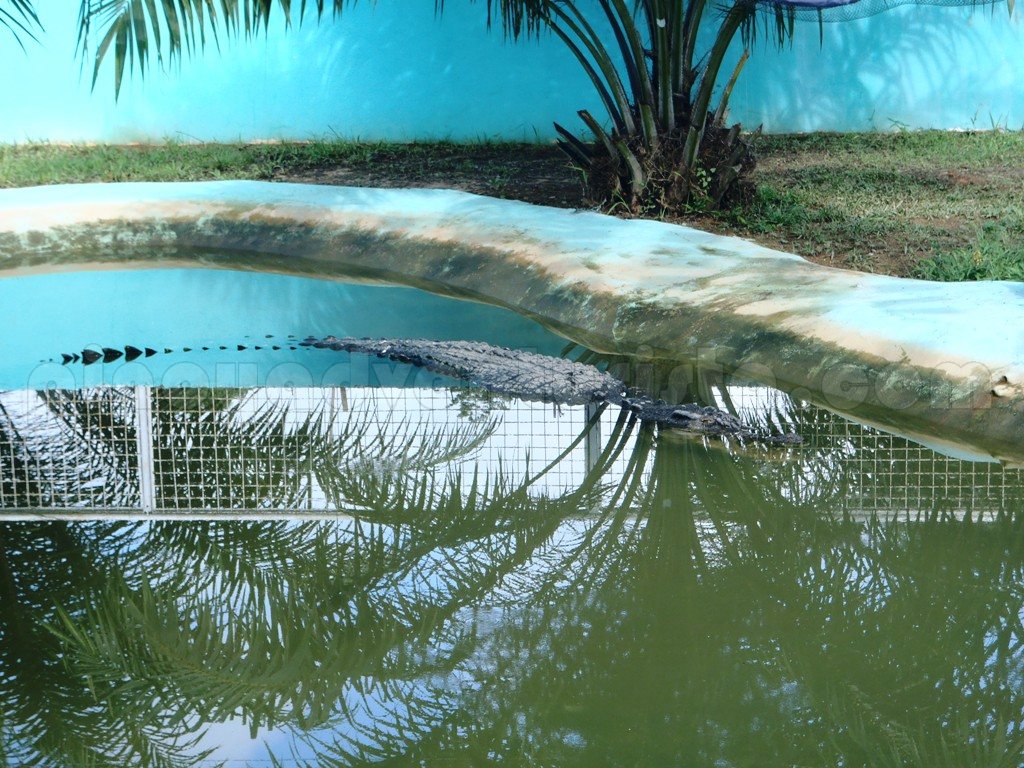 Agusan del Sur A Close Encounter with Lolong, the World's Largest