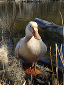 Ethel, Saxony Duck