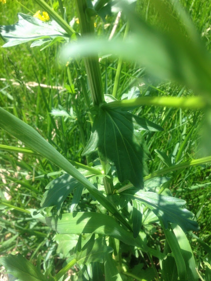 Floppy Resolutions Edible Weeds Yellow Rocket