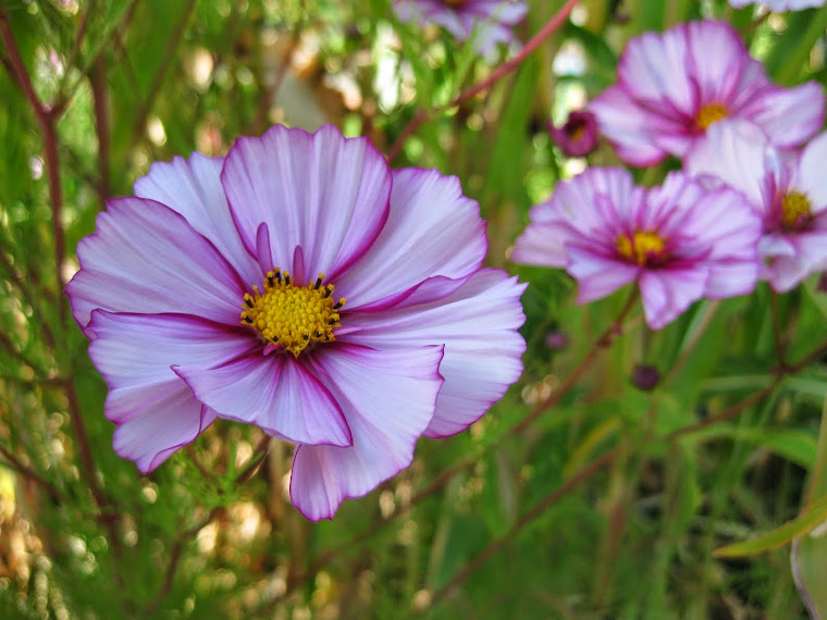 Always Springtime Flowers