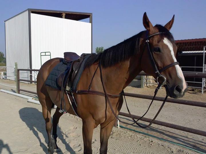 SprinklerBandits Tack Time Talking About Breastplates