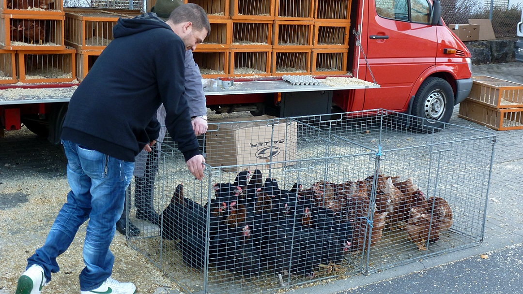 Kleiner Gemüsekönig Kleintiermarkt in Weikersheim