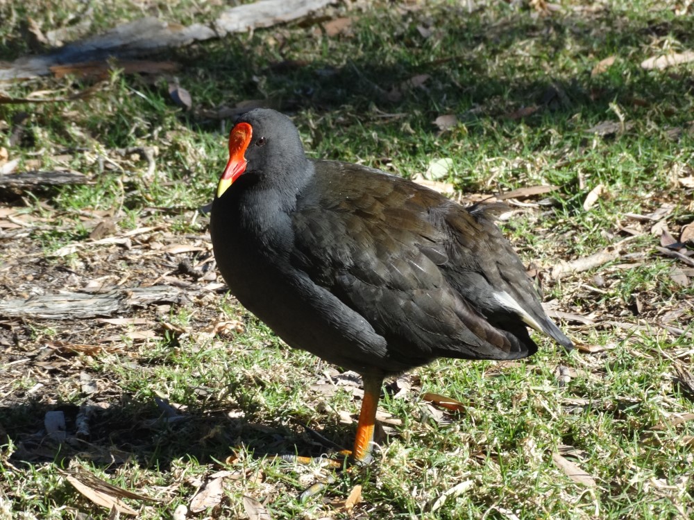 Snap Happy Birding Dusky Moorhen, Purple Swamphen, Pacific Black Duck