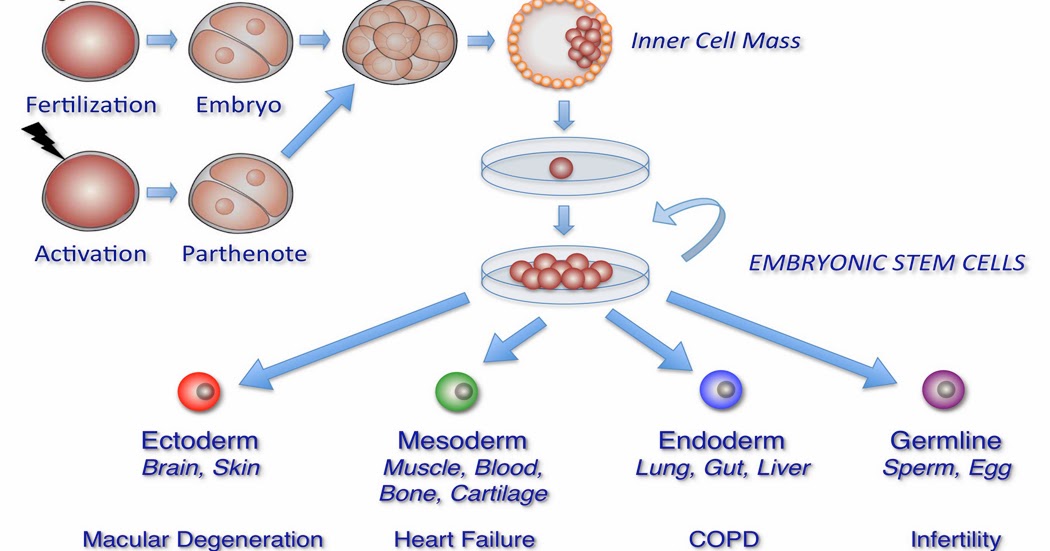 terapi stem cell solusi kesehatan anda terapi sel induk stem cell therapy terapi stem cell solusi kesehatan anda terapi sel induk stem cell therapy