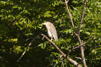 Black Crowned Night Heron Photographed at Dufferin Islands in Niagara Falls