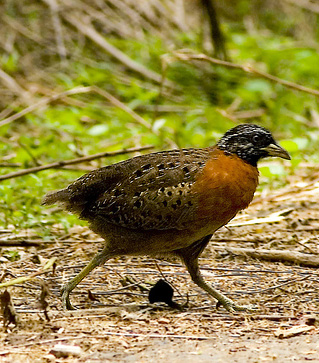 Kicau Burung Mania Kicau Suara Burung Puyuh Aka Gemak Hutan Aka