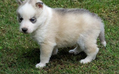 Siberian Husky Puppy