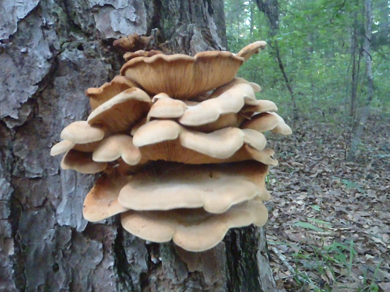 Beer, Banjos, Boats, and Biology Alabama Chanterelles