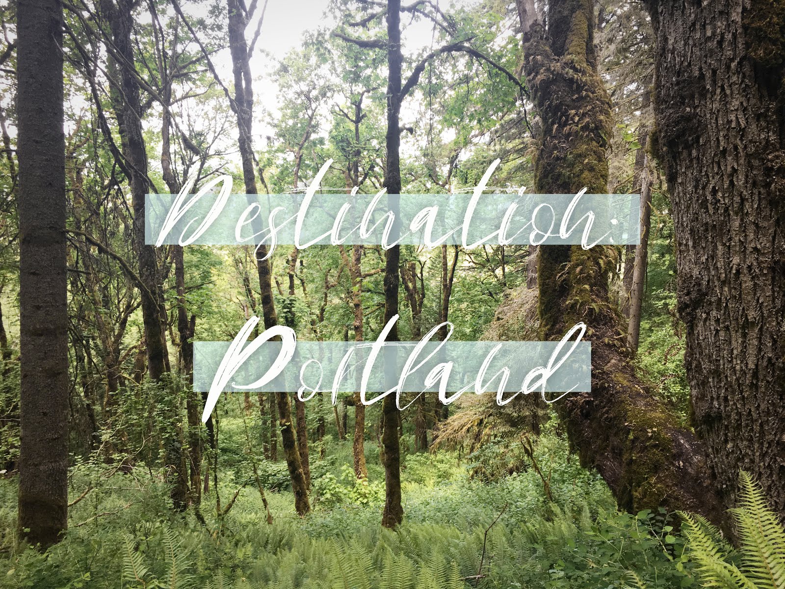 The Lovely Red Fox Travel Destination Portland Oregon