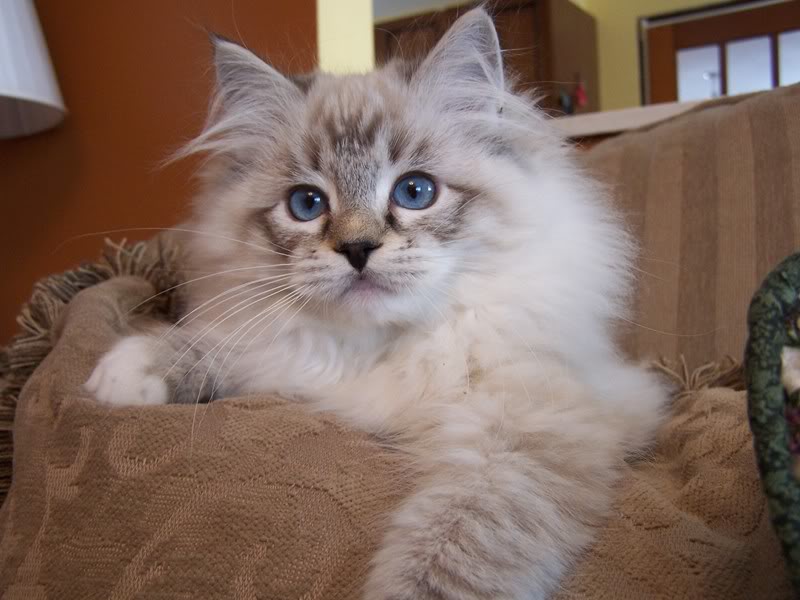 Important Information: Ragdoll Cat Pictures and Images