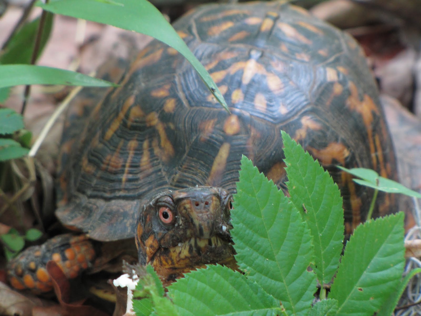 African Box Turtle