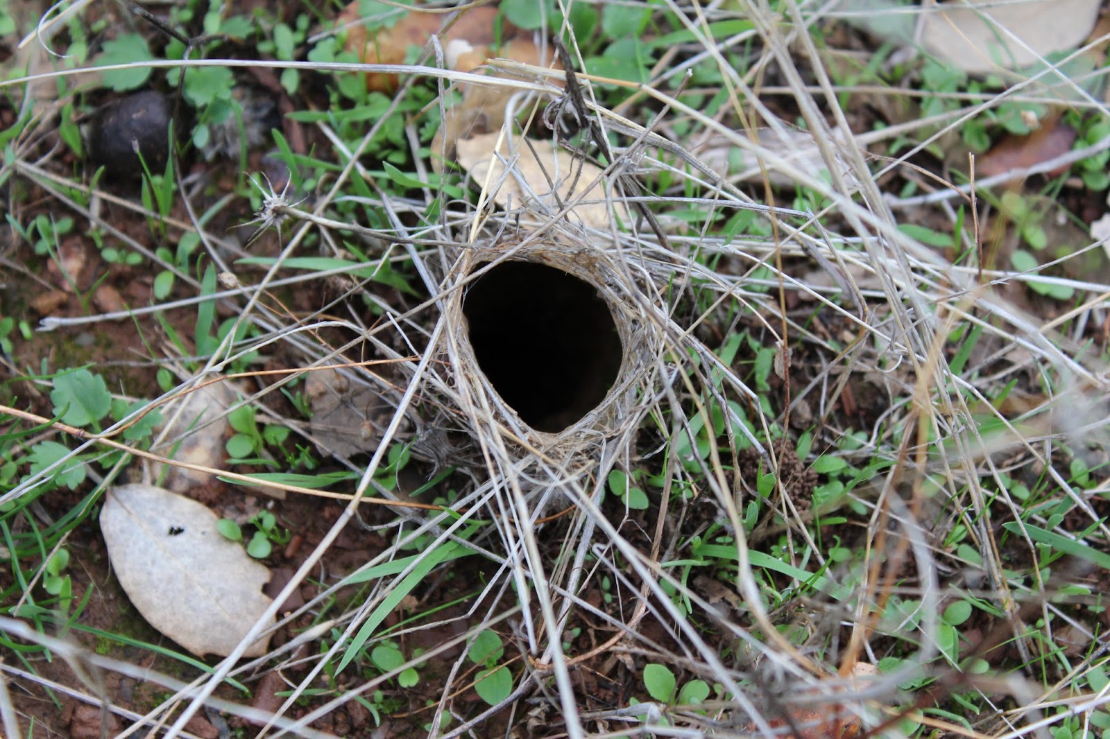 Perfumes y luces de Extremadura: Casa de la araña o tal vez....