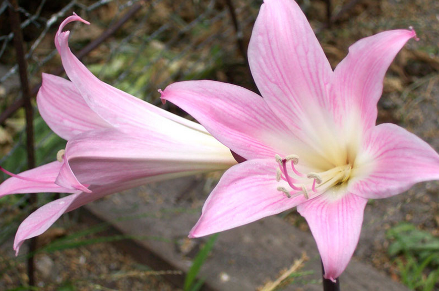 The Language Journal Hanakotoba, a Japanese secret language using flowers