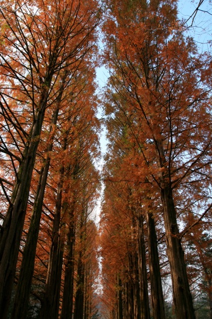 Nami Island Nami Island